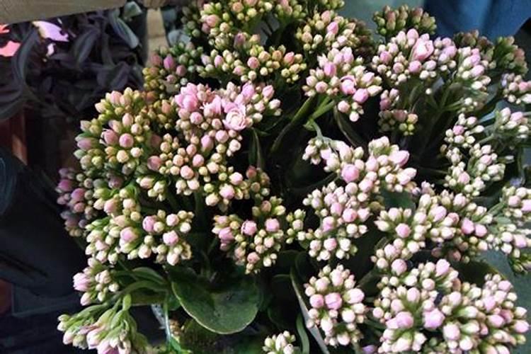 长寿花长了花苞还用施肥吗