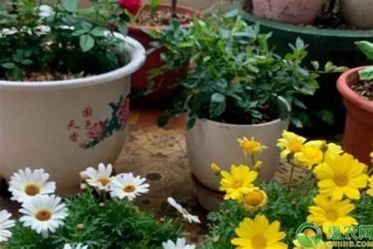 阳台养花施什么肥  家里绿植一般施什么肥