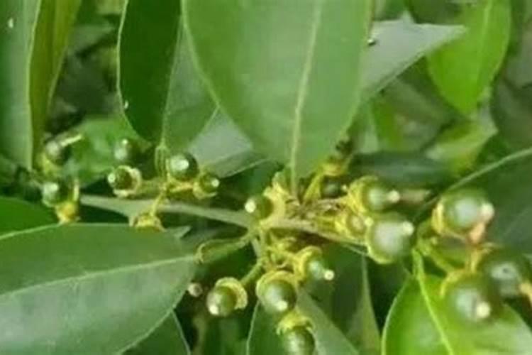 刚种的多肉什么时候浇水