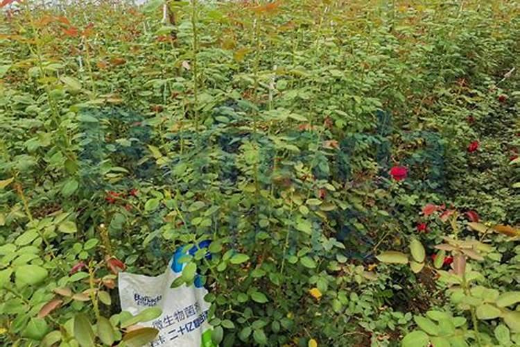 土板结了怎么办,大神快来