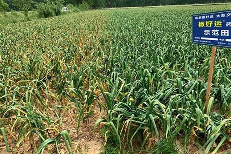 速效复合肥如何使用要用水兑吗