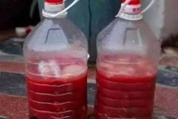 刚移栽的太阳花苗可以晒太阳吗？