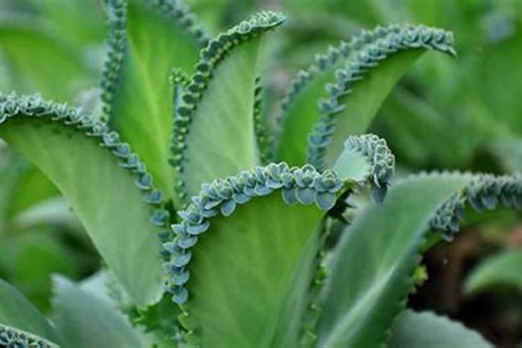 硫酸高钾肥有哪些