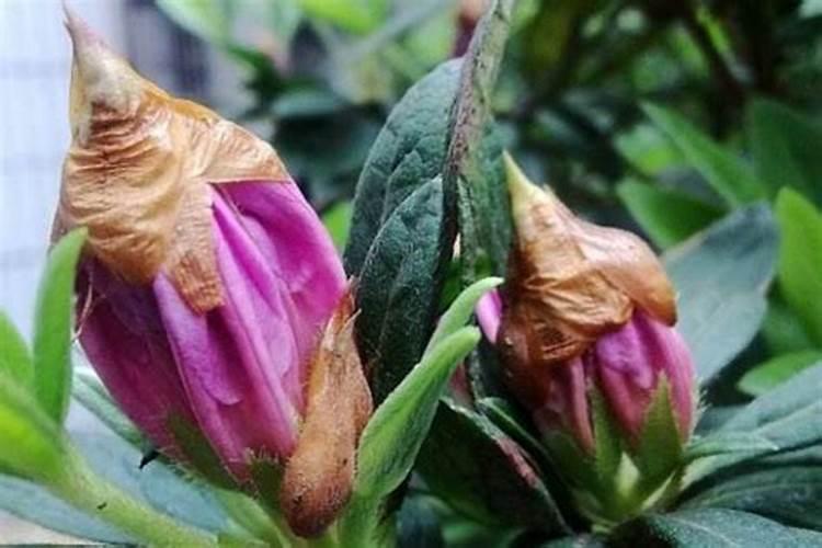 在农业中,西瓜在种植后要进行大量浇水吗？