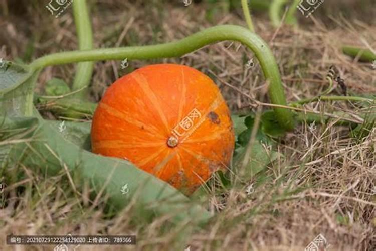 倭瓜的种植与管理