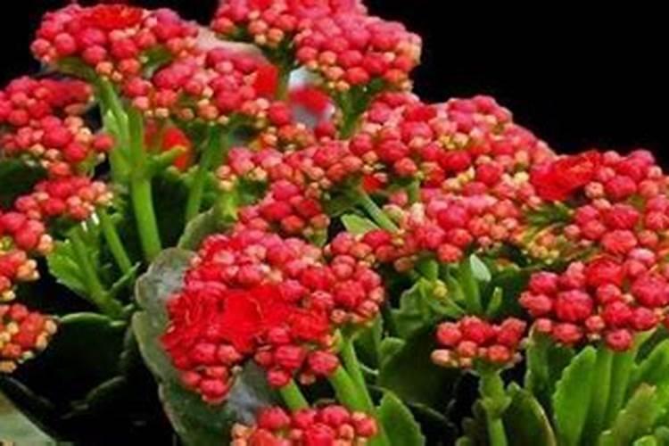 长寿花施肥时间和方法