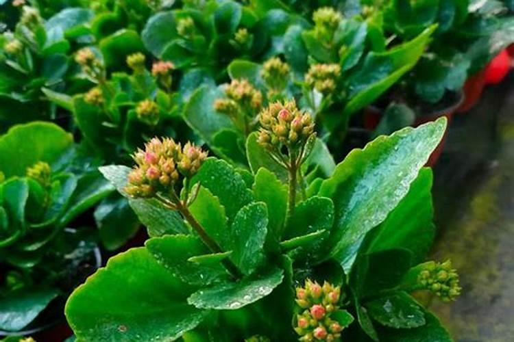 长寿花什么季节施肥
