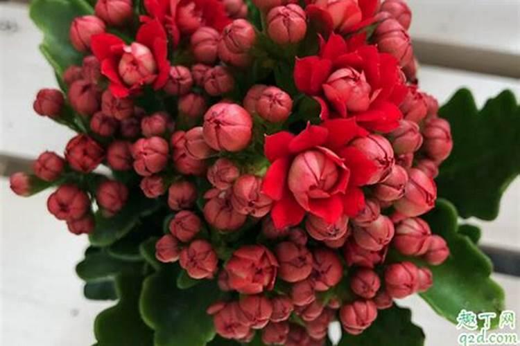 长寿花苗期应该怎么施肥 长寿花苗期施肥方法及时间