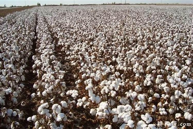 益施帮50ml加多少水