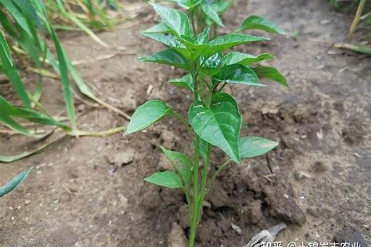 沃柑花期如何施肥保花保果？