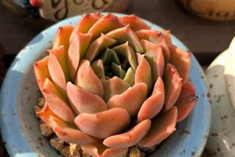 多肉肥料哪个牌子的好