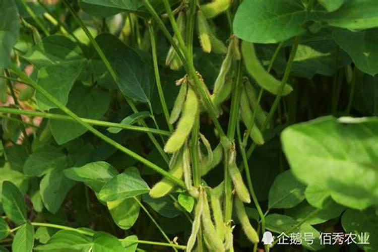 大豆硼肥如何使用？
