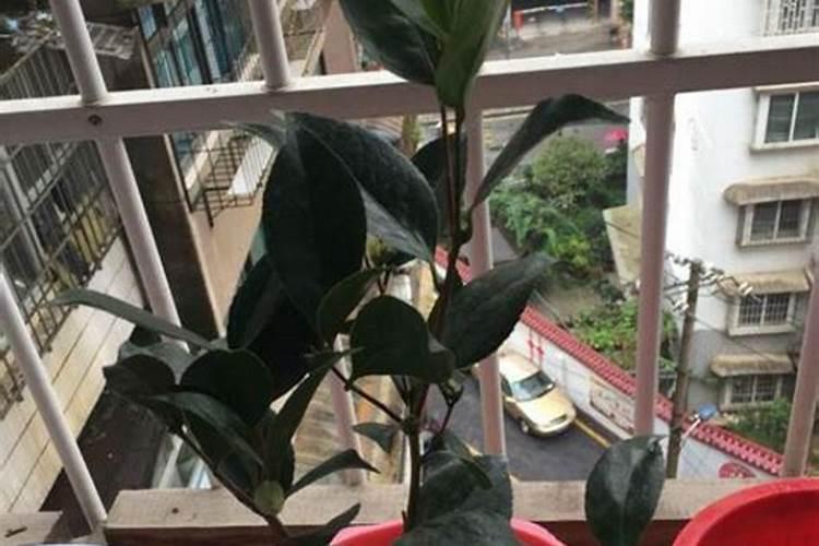 三伏天可以给月季花施土肥吗