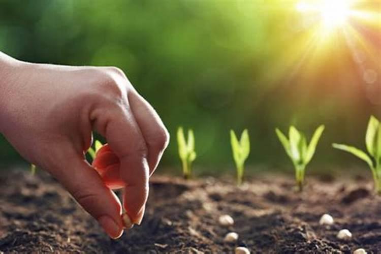 金边吊兰如何分株栽培