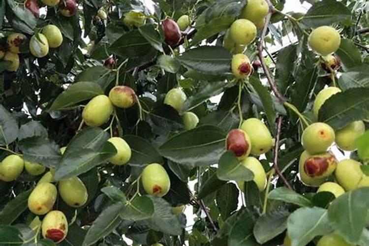 夏季草莓育苗地浇水施肥需要注意什么？