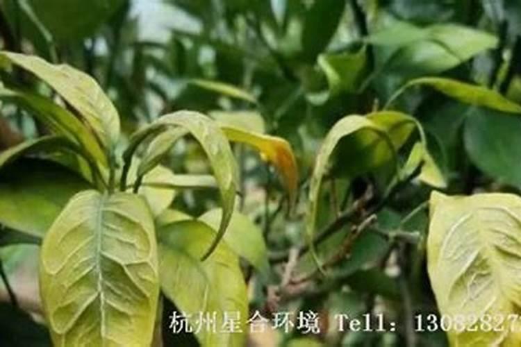 有机肥都需要什么原料来做