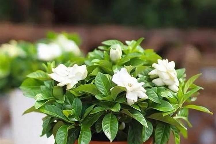 菌肥下雨喷叶面行吗？