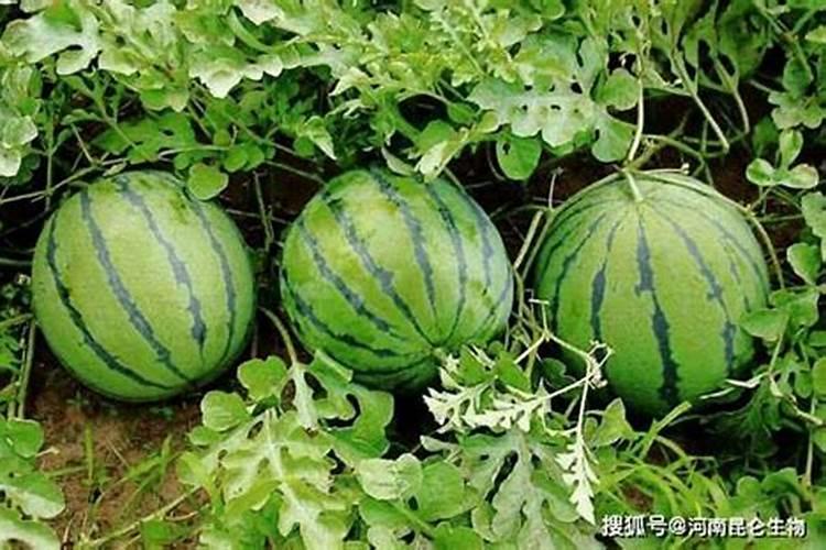 种植西瓜增甜用什么肥