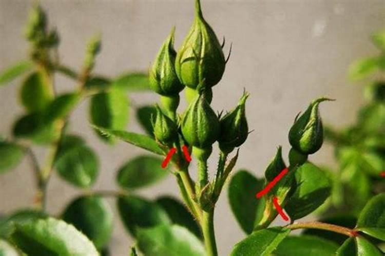 月季花施肥施什么肥料
