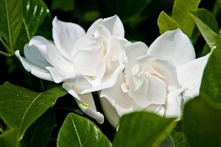 栀子花浇什么肥最好