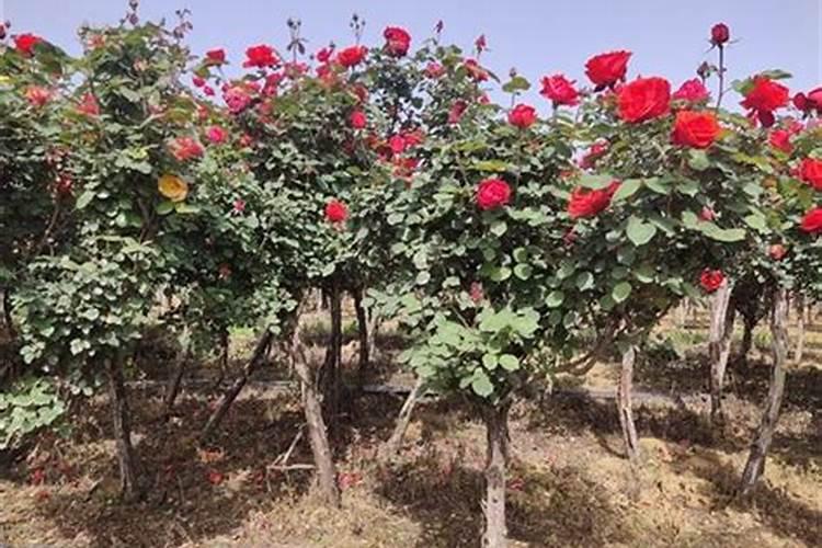 月季花怎么施肥,月季花施什么肥好？