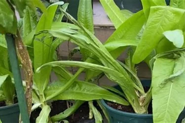 四水八硼酸钠如何使用