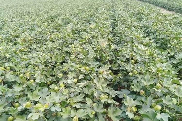 亿丰源玉米肥料怎么样