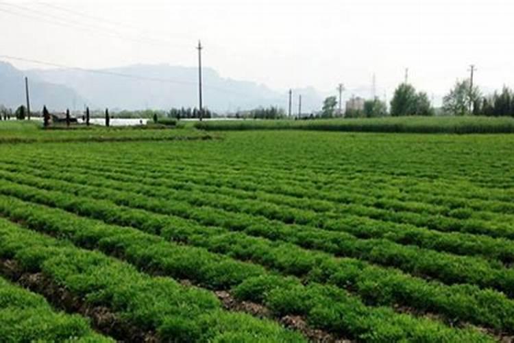元胡种植施什么肥料？请教专家