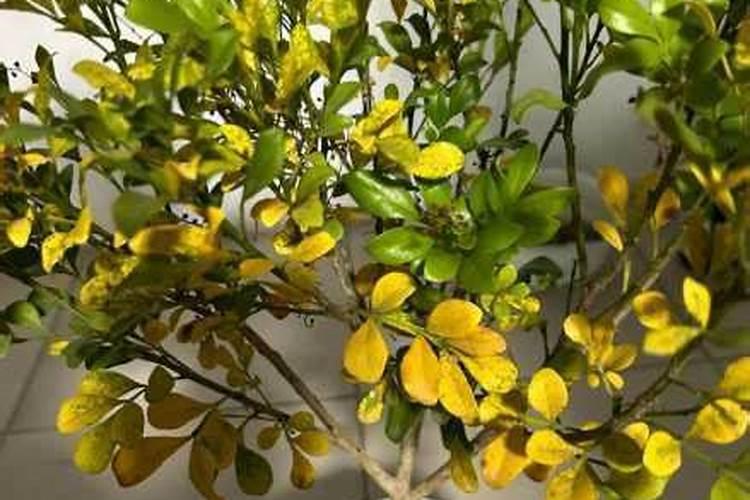 君子兰叶面肥怎么用