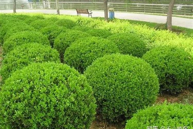 生石灰还能与什么反应