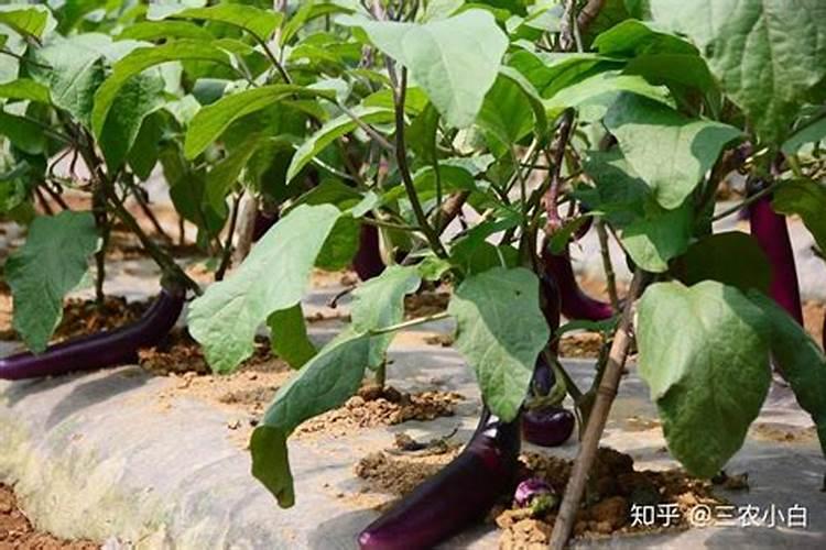 茄子盛产期施什么肥可增产