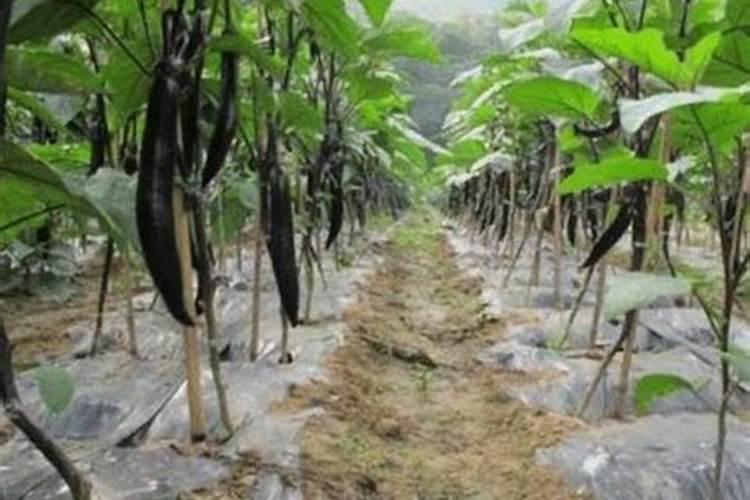 茄子盛产期施什么肥可增产