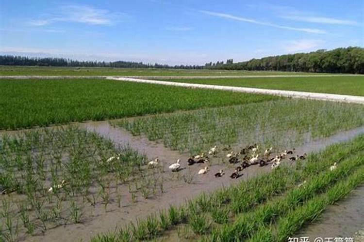 水稻怎么施硅肥,硅肥对水稻的效果有哪些