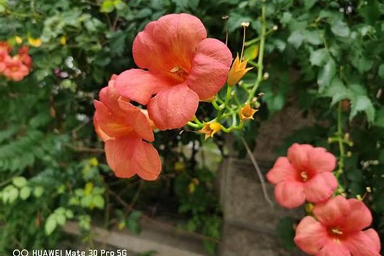 凌霄花施什么肥料长得好