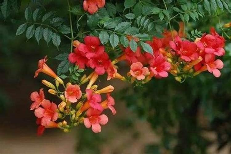 凌霄花施肥过多怎么办,什么时候施肥