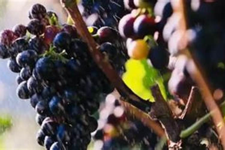 南方樱桃花期能不能喷磷酸二氢钾、糖醇钙和流体硼？