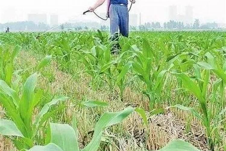 玉米除草剂能和叶面肥混用吗,什么时间喷比较好