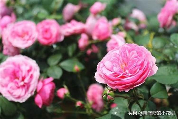 叶面喷点儿这个,再也不用施肥了!