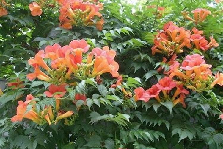 凌霄花春季如何施肥,几月份施肥比较好