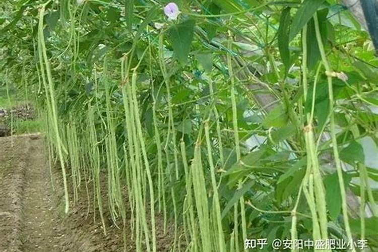 豆角结果期用什么肥料好