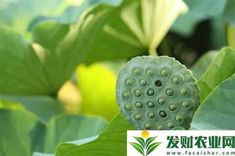 月季的施肥时间及方法