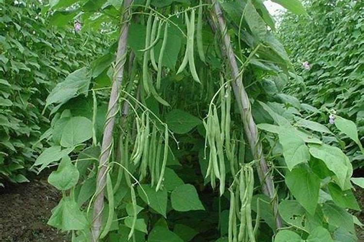 四季豆最佳的施肥时间 四季豆什么时候施肥