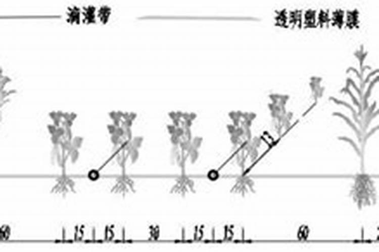 怎么选择一款好的水溶肥