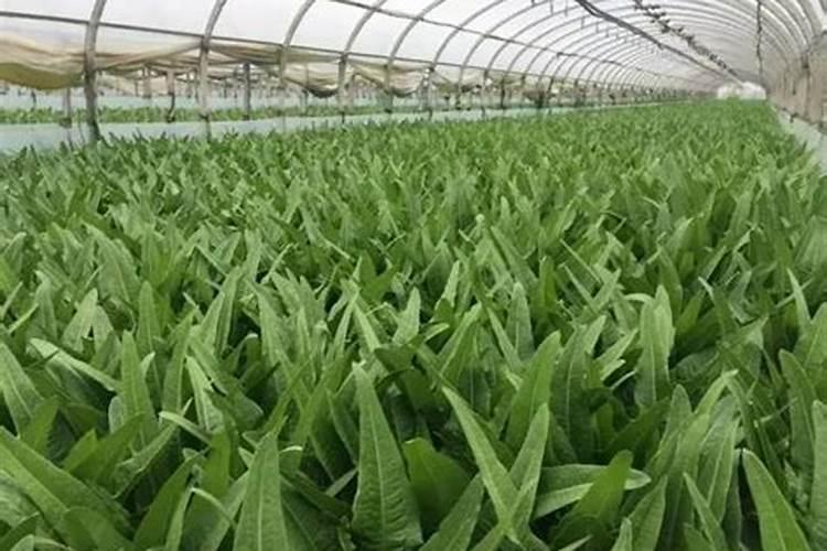 十月份可以种什么菜