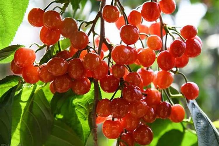 车厘子施肥时间和方法