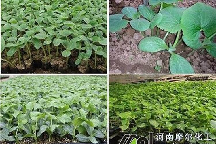 西葫芦高产使用鱼蛋白肥好不好