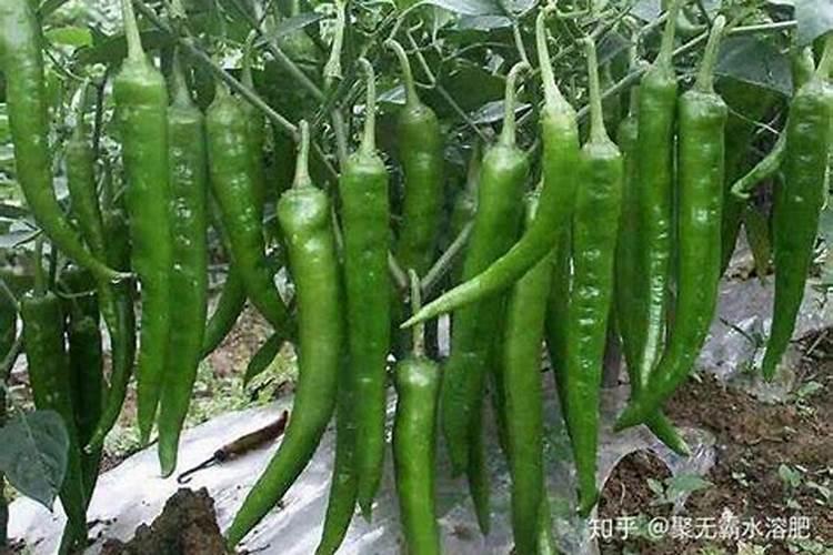 辣椒打什么药可以保花保果