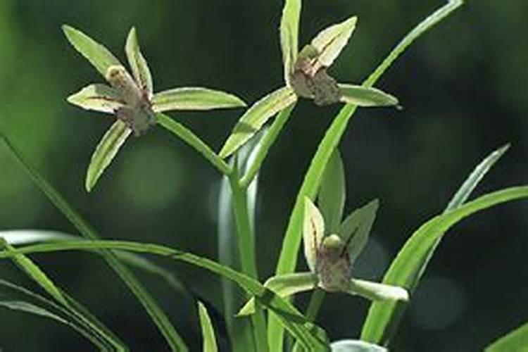 芸苔素14,24,28的区别是什么？