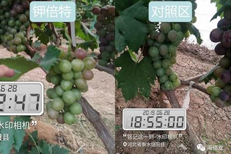葡萄施钾效果好