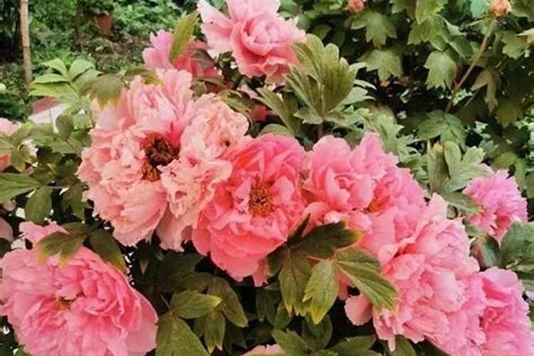 流体硼肥根施的用量